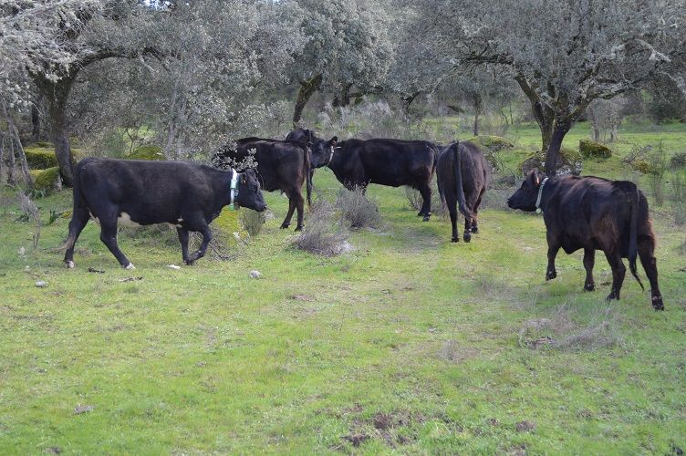 ganaderia-extensiva-solucion