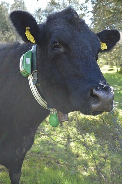 collar-gps-ganado
