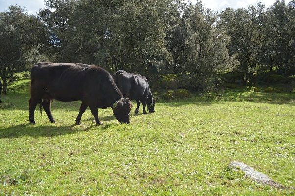 pasto-vacas-ganaderia-extensiva