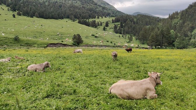 gps-localizacion-vacas