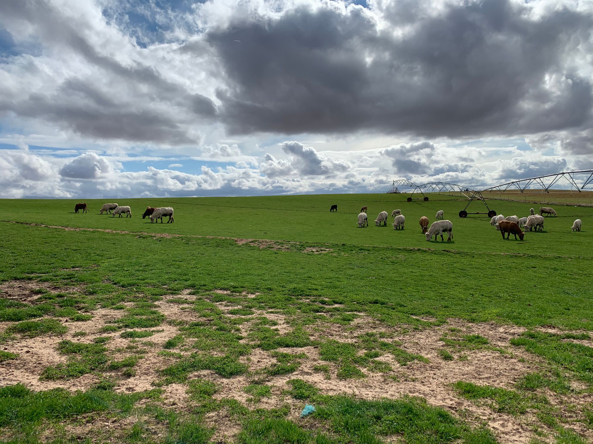 vacas-ganado-gps-monitorizacion