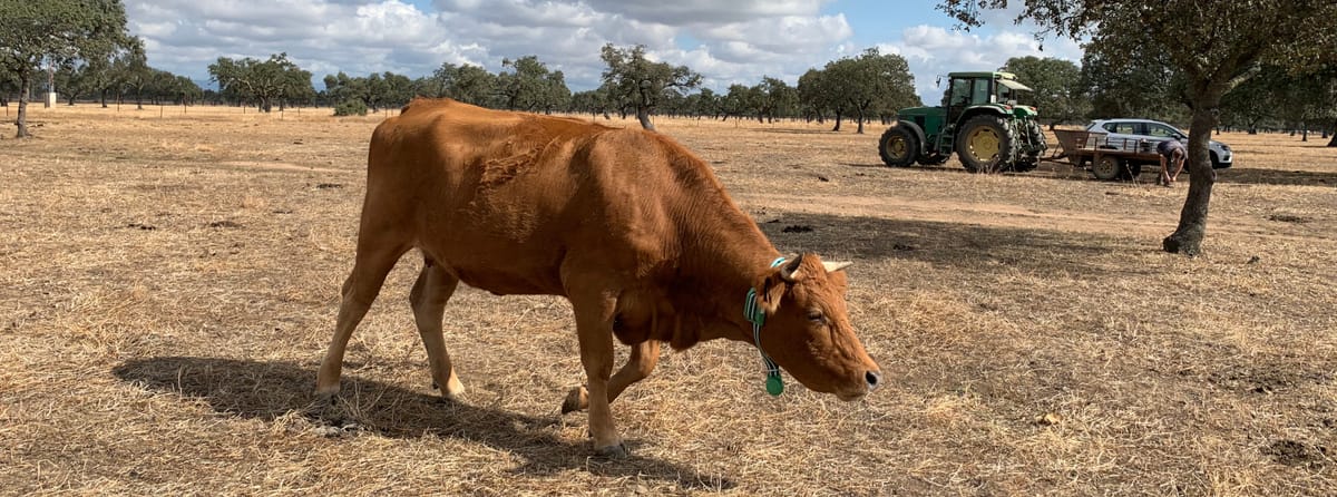ganaderia-extensiva-vacas