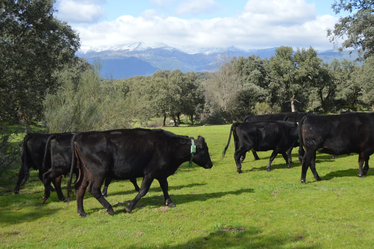 Monitorización para el ganado y el lobo, por una coexistencia pacífica