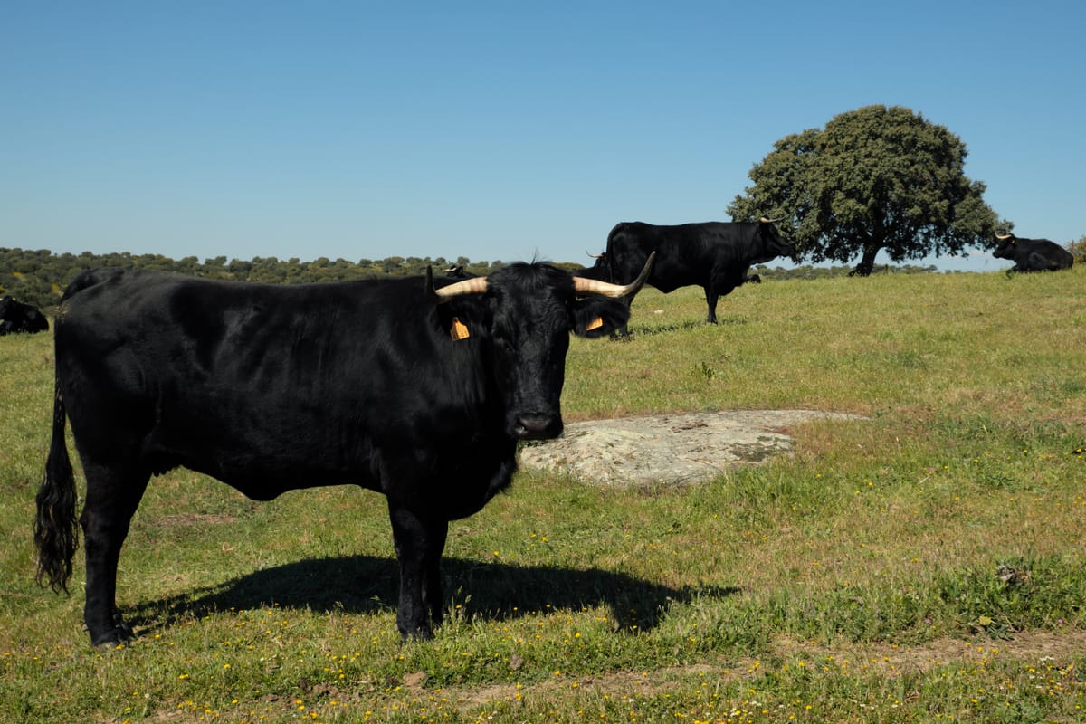 Tres vacas de la raza Avileña-Negra Ibérica pastando en las dehesas del Sistema Central