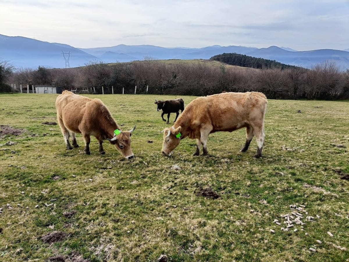 Las vacas digitales llegan a Cantabria