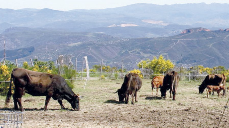 Tecnología y tradición se unen para recuperar la raza Mantequera Leonesa