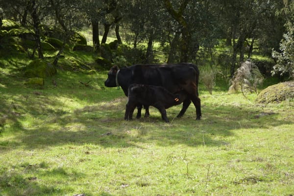 calidad-vida-ganaderos-vacas