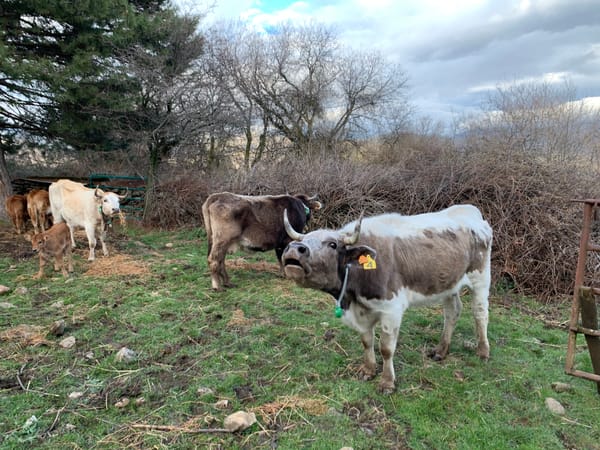 ganado-america-vacas-localizacion