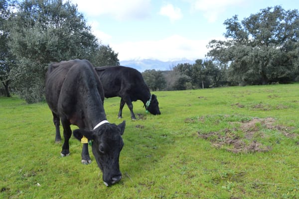 vacas-pasto-ixotrack