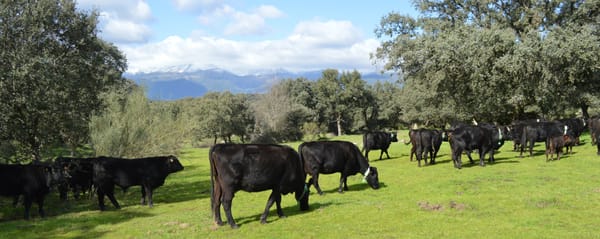 collar-gps-vacas