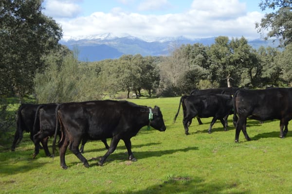 Monitorización para el ganado y el lobo, por una coexistencia pacífica