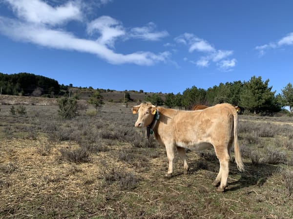 El impacto de la ganadería en el medio