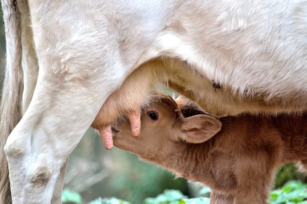 Los cuidados de la vaca y el ternero tras el parto