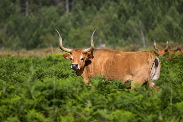 Cachena: la raza bovina española más pequeña