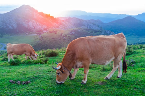La Asturiana de los Valles y el carácter Culón