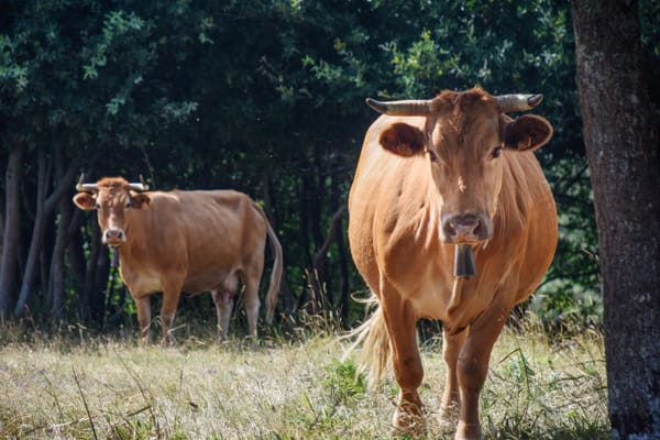 La Rubia Gallega y el mercado inglés