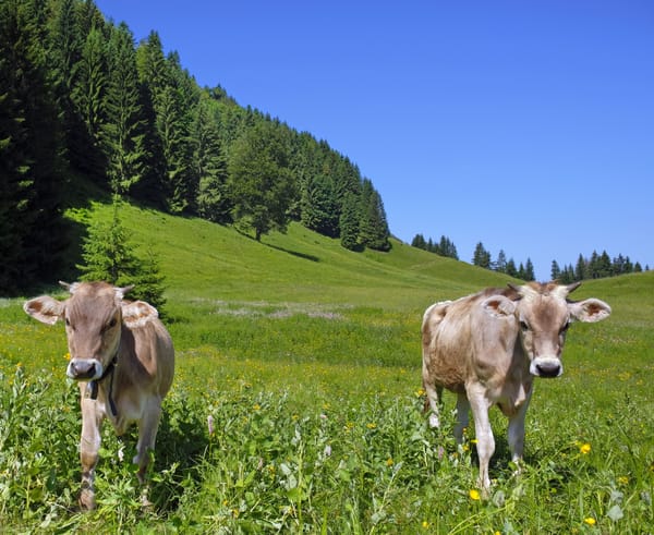 La vaca Parda de Montaña como sustento socieconómico rural