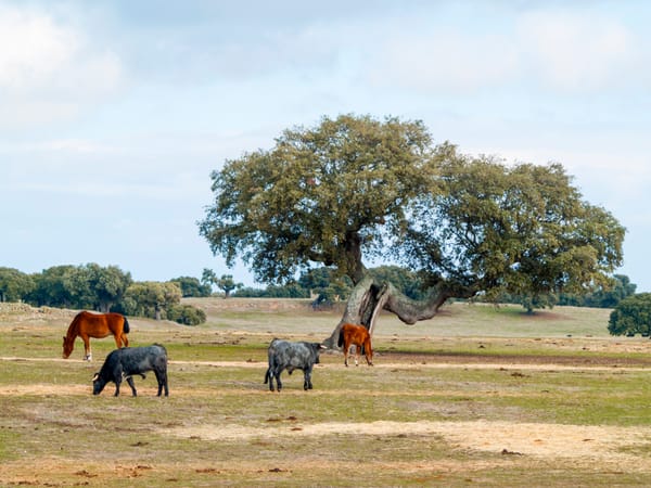 5 curiosidades de la raza bovina Morucha