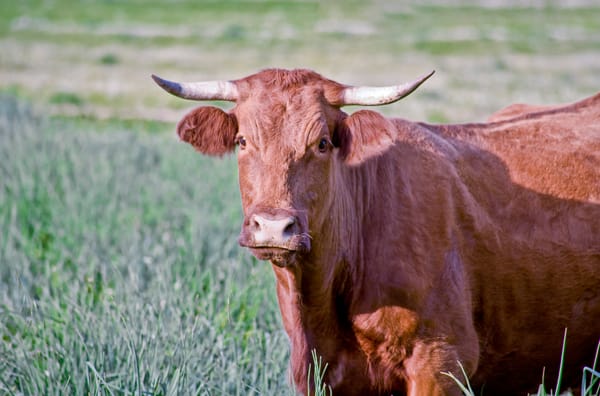 Retinta: la raza bovina que cuida de las dehesas