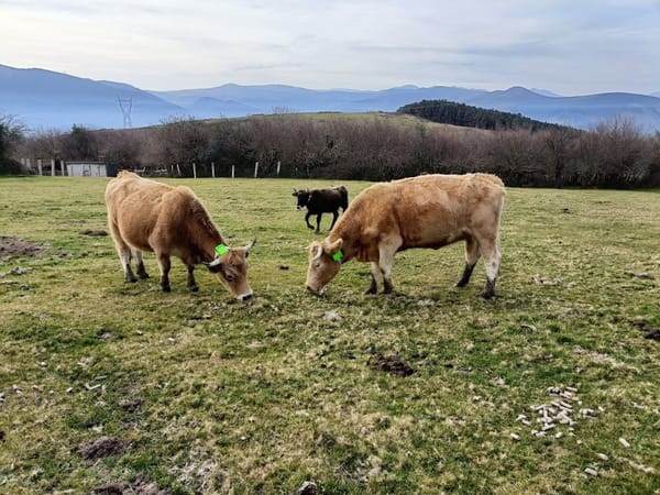 Las vacas digitales llegan a Cantabria