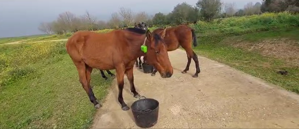 'Guadiamar Equina' monitoriza con collares GPS a sus caballos para tenerlos más protegidos y controlados.