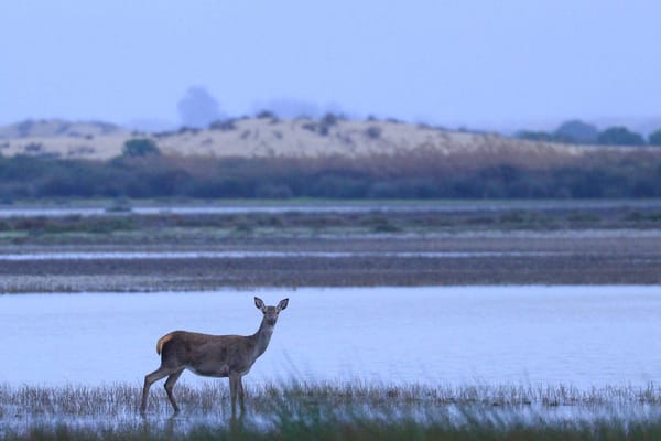 COLLARES GPS PARA CONTROLAR ZONAS DE PASTO DE ALTO VALOR NATURAL EN EL PARQUE NACIONAL DE DOÑANA