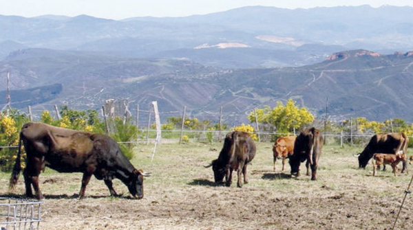 Tecnología y tradición se unen para recuperar la raza Mantequera Leonesa