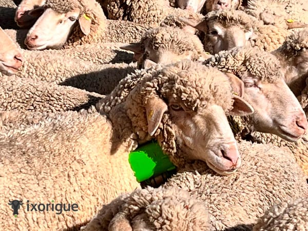 Monitorización de ovejas en el Pirineo catalán