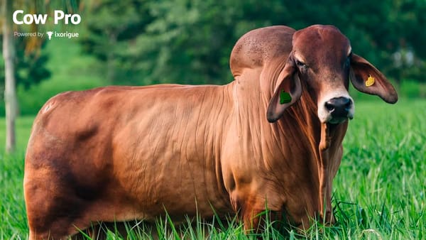 Ixorigué llega a Agroexpo: la tecnología  que está transformando las ganaderías a pasto