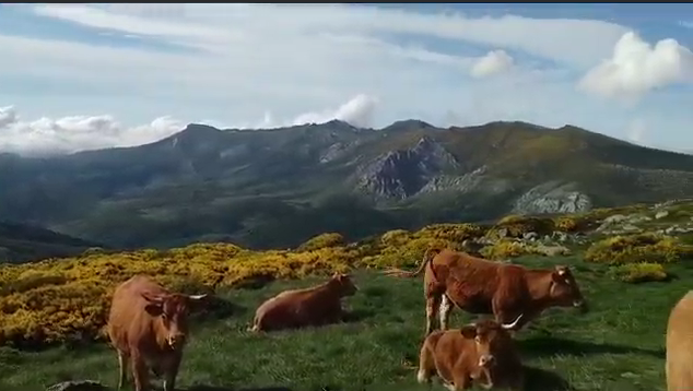 Dermatosis nodular contagiosa: claves para entender una enfermedad emergente en el ganado bovino